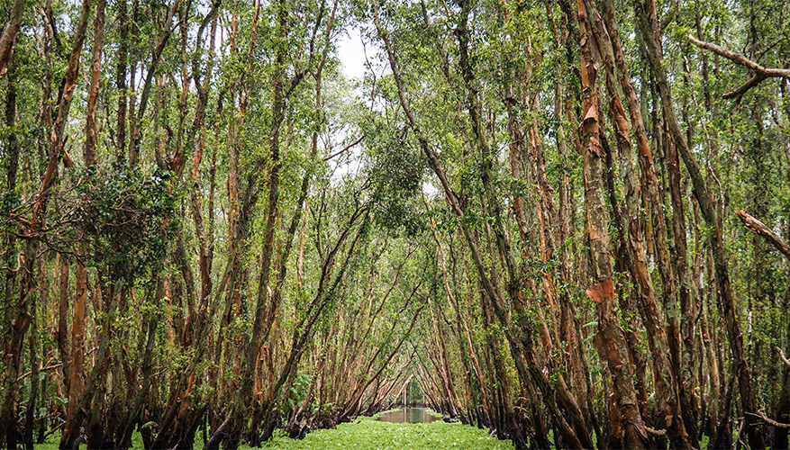 Tram Chim National Park, Vietnam